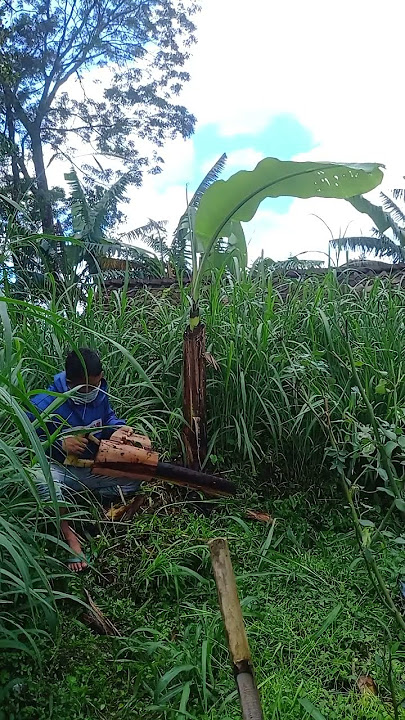 menebang pohon pisang.    #tingkalucuabis #lucu #comedi #vidiolucungakakabis