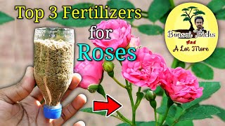 Top 3 Fertilizer for Rose | BEST rose plant growing tips in Hindi | How to grow roses at home