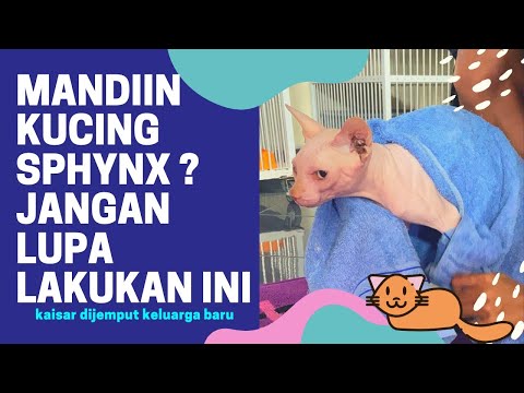 Video: Cara Merawat Kucing Sphynx Kanada