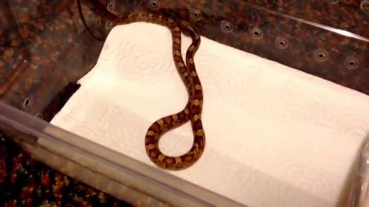 camera iphone 8 plus apk New Texas rat snake
