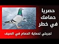 حماية الحمام من الامراض حصريا حمامك في خطر حمايه الحمام من الحر شاهد تجربتي لحماية الحمام في الصيف