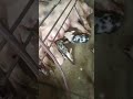 🐷❤️Miren cómo están los cerditos que nacieron en el video pasado #campo #viralvideo#lechoncitos