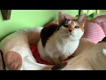 笑にゃんこ王国の猫紹介4