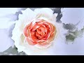 How To Paint Beautiful Rose Watercolor How To Paint Beautiful Rose Watercolor