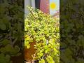 Jade Plant & its care #jadeplant #jadeplantcare #jadeplantcaretips #jadeplants #luckyplants #plants