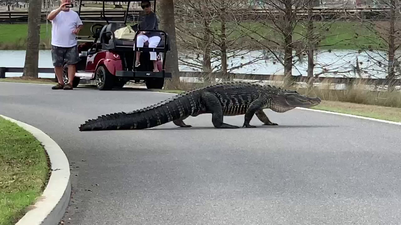 Enormous Alligator Strolls Across Road In Florida Retirement Community