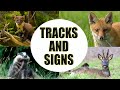 A Beginner&#39;s Guide to Wildlife Photography: Understanding Tracks and Signs