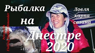 Рыбалка на Днестре 2020 /ловля карпа сазана/