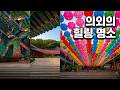 [4k] 영천 가볼만한곳 | 숨은 명소  힐링하는 작약 그리 보라유채꽃 5월 꽃구경 명소