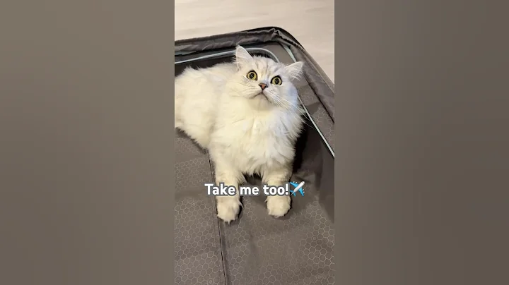 Watch the video about Cat in the suitcase #cat #funny #catlover