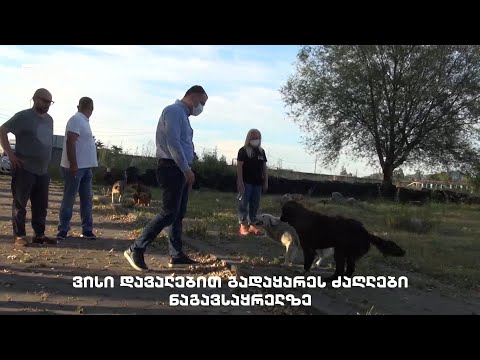 ვიდეო: ანტიბიოტიკების მიმართ მდგრადი ბაქტერიული ინფექციები ძაღლებში