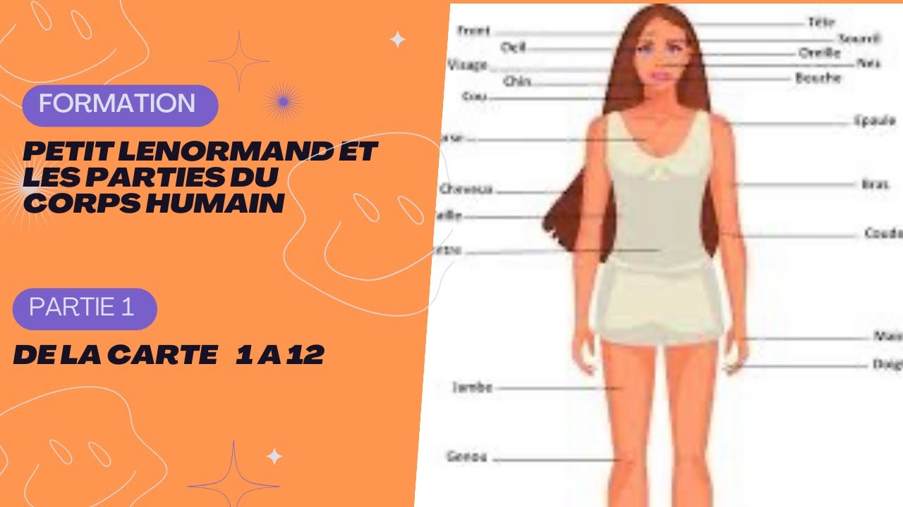 Formation petit Lenormand les parties du corps humain partie 1 de la carte 1 à 12