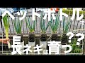 【衝撃】もう畑は要らない?長ネギをペットボトルで育ててみたら凄かった!