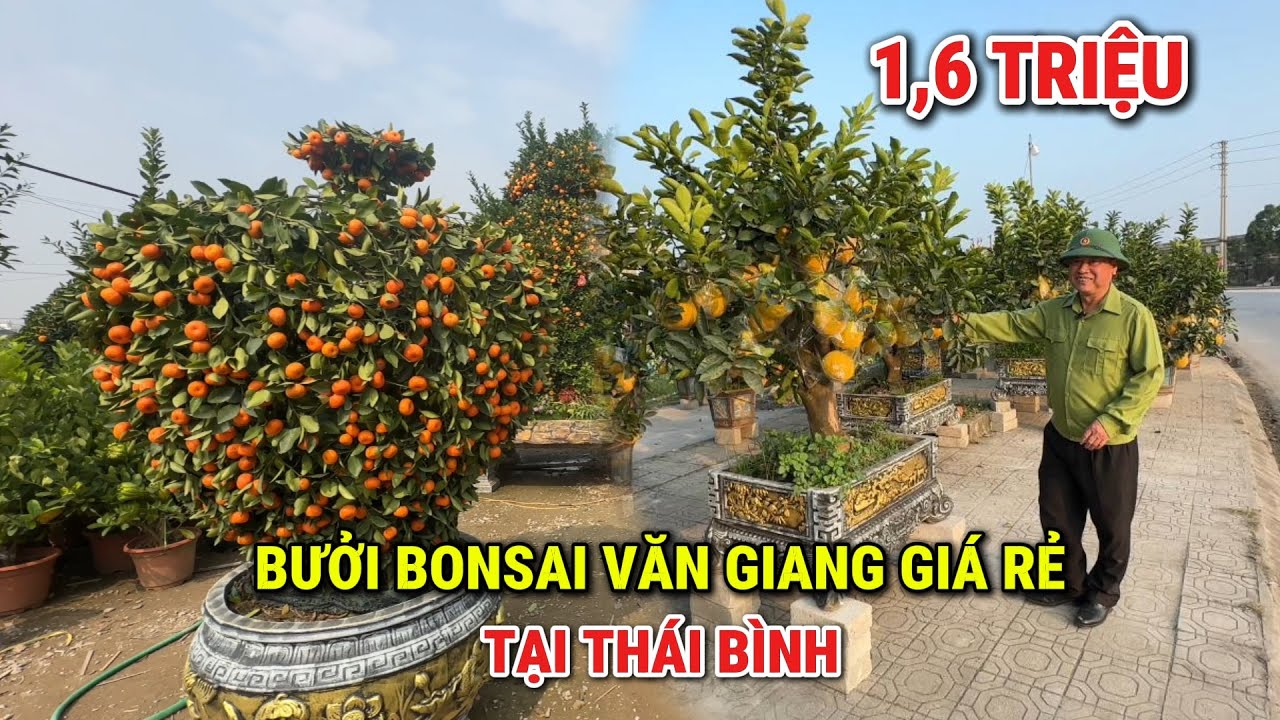 Cây cảnh tết 2026 | Bưởi bonsai Văn Giang bán tại quê Thái Bình quá rẻ