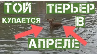 Самый шустрый той-терьер из всех тоев. Самый шустрый той-терьер из всех тоев.