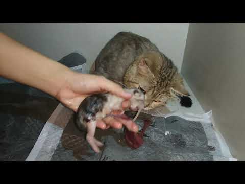 Video: Làm Thế Nào để Một Con Mèo Cư Xử Trước Khi Sinh Con?