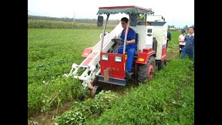 peanut harvester working video
