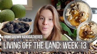 Making Ice Cream from Foraged Walnuts! by Homegrown Handgathered 16,560 views 3 months ago 13 minutes, 45 seconds