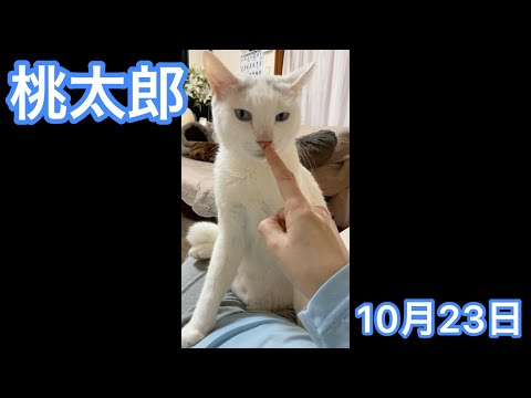 今日の猫