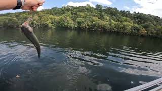 fishing a new spot! cooper creek access on Lake Taneycomo