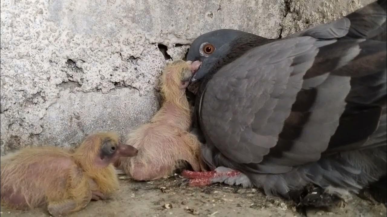 how pigeon feeding babies babies feeding baby pigeons feeding