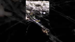The Spider That Builds A Fake Spider   Quickbytes