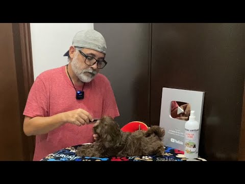 Video: ¿Cuánto tiempo debo esperar después de que mi perro mascota muera para obtener otro?