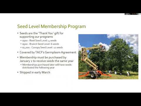 Video: Caring For American Chestnut Tree: Cog American Chestnut Trees in Landscapes