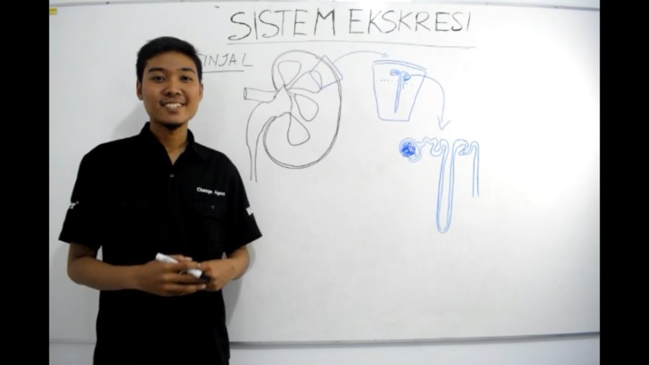 Video Pembelajaran IPA Sistem Ekskresi