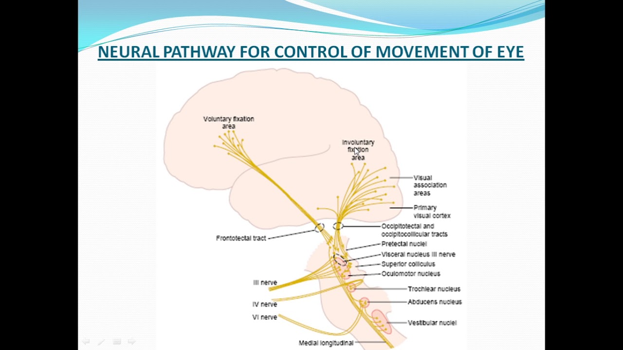 eye - fixation movements - YouTube