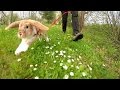 Mitsie Run - one happy bunny running with a leash (slow motion)