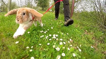 Mitsie Run - one happy bunny running with a leash (slow motion)