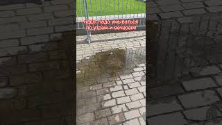 московский воробей принимает водные процедуры