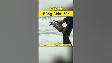 Bắt cá bằng chim Cốc #congkienthuc #shorts