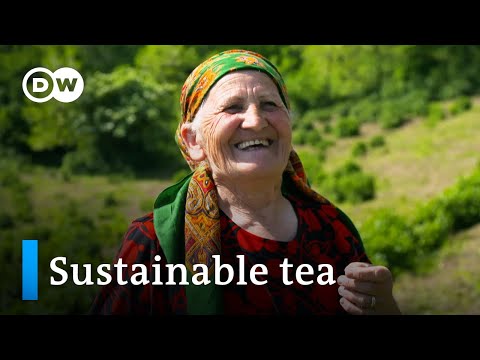Tea: New ideas for the world‘s second most popular drink | DW Documentary