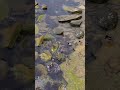 Ducks on Winter Water 🦆