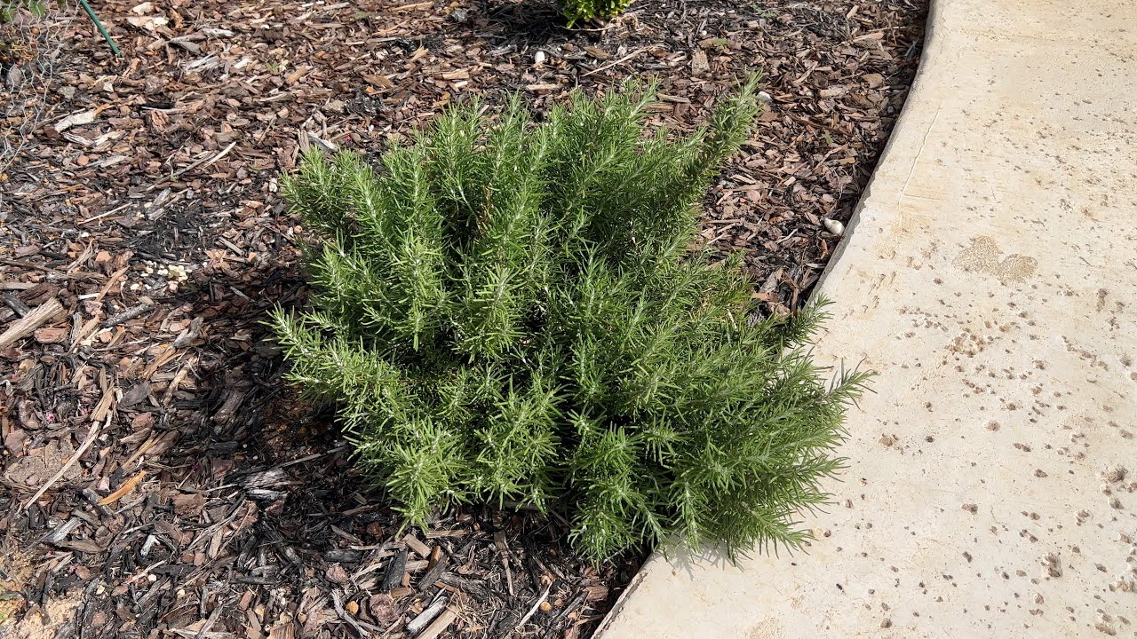 A Drought Tolerant Evergreen- Chef's Choice Rosemary - YouTube