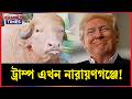 যুক্তরাষ্ট্রের ট্রাম্প নন, কোরবানির হাটের বড় আকর্ষণ নারায়ণগঞ্জের ‘ডোনাল্ড ট্রাম্প’ | Buffalo Trump