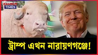 যুক্তরাষ্ট্রের ট্রাম্প নন, কোরবানির হাটের বড় আকর্ষণ নারায়ণগঞ্জের ‘ডোনাল্ড ট্রাম্প’ | Buffalo Trump