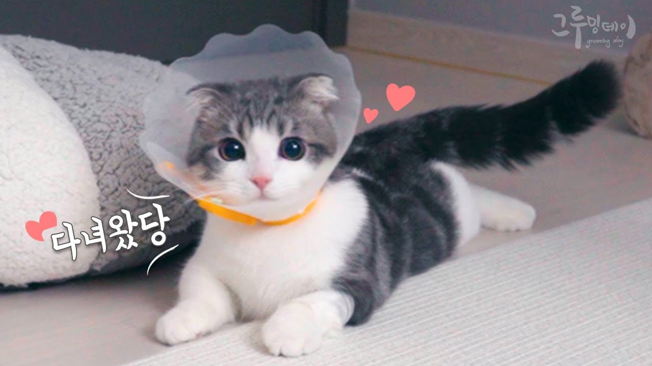 Коту Коби сделали операцию по стерилизации.