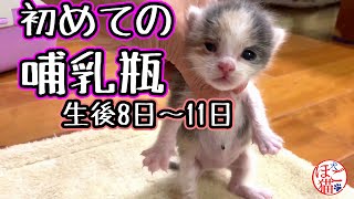 【子猫　保護猫】生後3日の子猫　初めての哺乳瓶　あるみちゃん　８日~１１日目