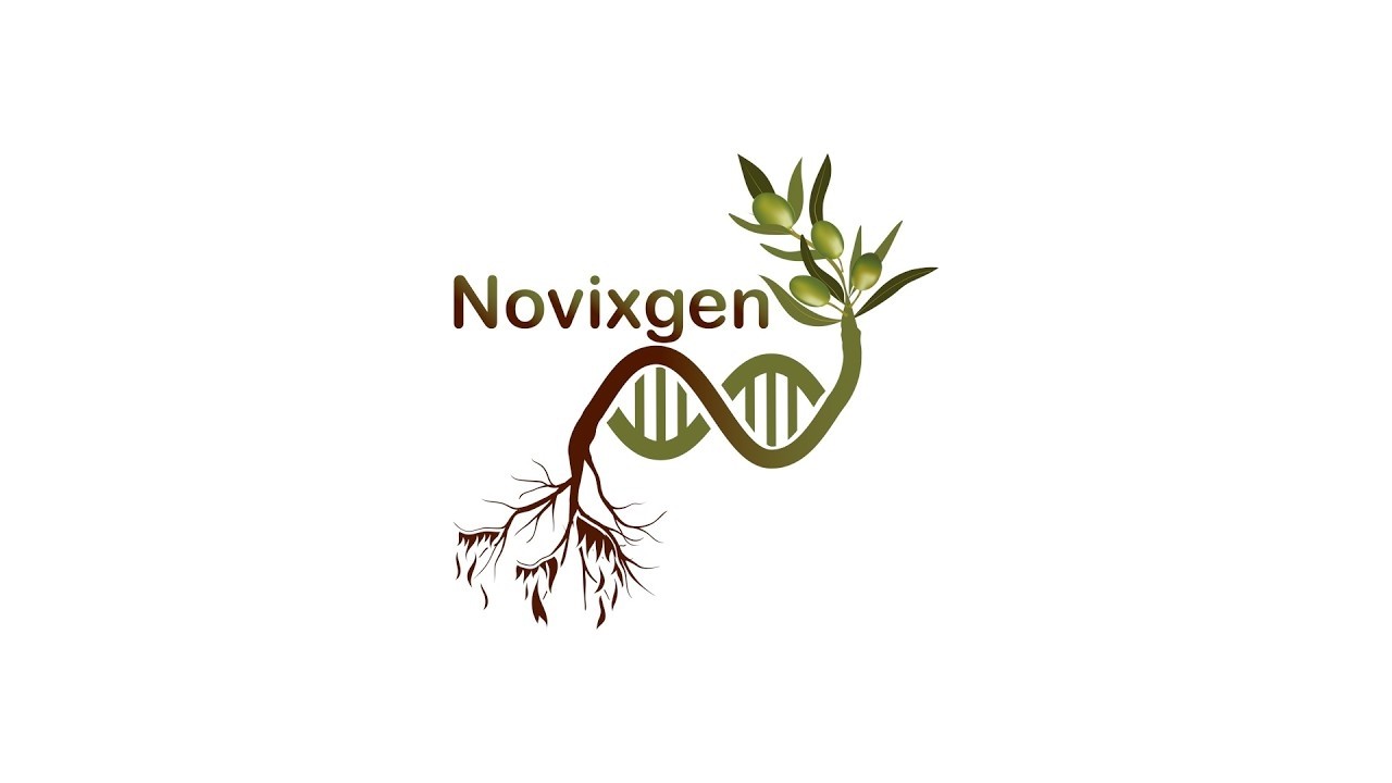 Вилла Шиноза: Традиции, инновации и исследования в области выращивания оливок в Апулии (Capece 1)