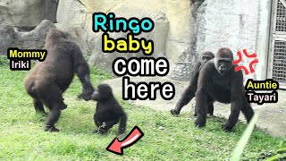 Gorilla Ringo being naughty to auntie Tayari,caused parents’ attention金剛猩猩Ringo一直黏Tayari,Iriki把他拉開