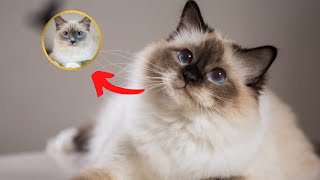 10 most popular cat breeds- Top 10 Most Popular Cat Breeds in the World (Facts,Care,Characteristics) by Cats HD Tv 338 views 2 years ago 6 minutes, 28 seconds