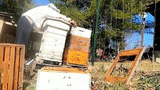 #AgainstAllOdds update 72F northern Kentucky #warre #langstroth #long #beehive #winter #spring by Sharp Ridge Homestead 292 views 2 months ago 33 minutes
