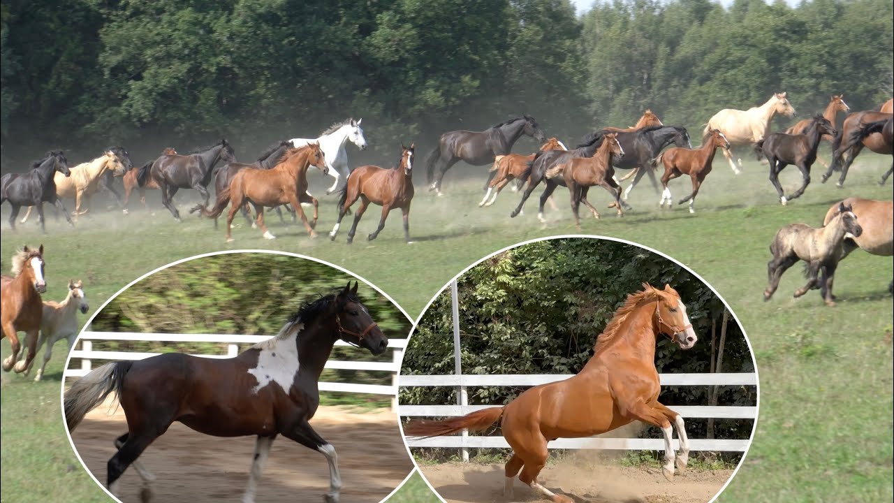 Konie Wielkopolskie u Anny i Jarosława Pacek