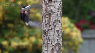 Woodpecker Relaxing Piano Music Meditation Music, Relaxing Music, Study Music, Calming Music