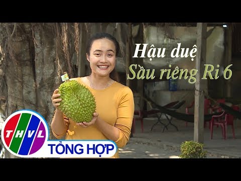 Video THVL | Nhịp sống đồng bằng: Hậu duệ sầu riêng Ri6 - youtube