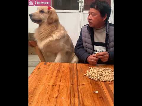 Video: Koiran syömisen kissanruokan sivuvaikutukset ja riskit