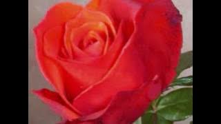 ÜMİT SAYIN - GÜLLER AĞLAMAZ